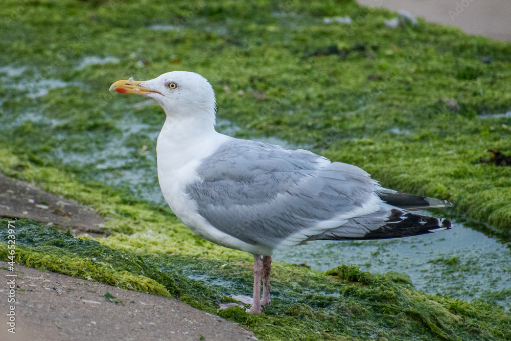 Obraz premium seagull on the shore