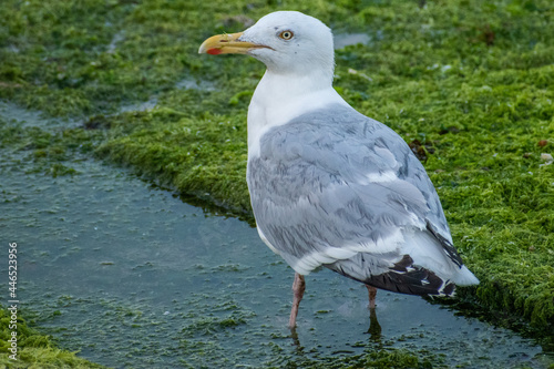 seagull on the shore