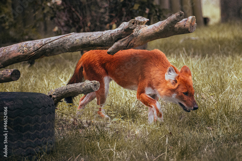 red fox in the grass