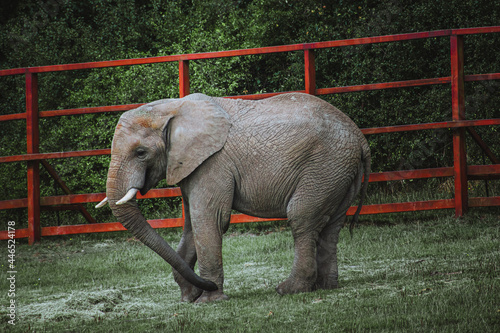 baby elephant eating grass