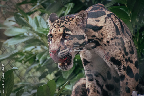 leopard in the tree