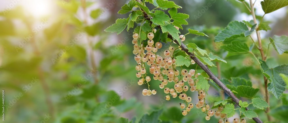 Branch of white currant on a background of green leaves with copy space. Concept organic gardening. Branch of white currant on a background of green leaves with copy space. Concept organic gardening.