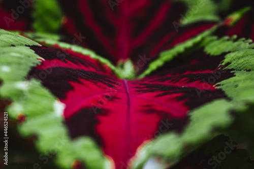 red and green leaf