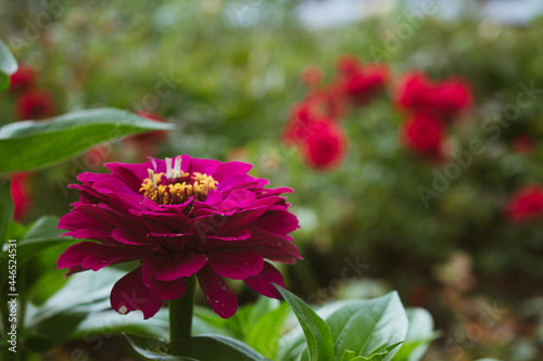 red dahlia flowers