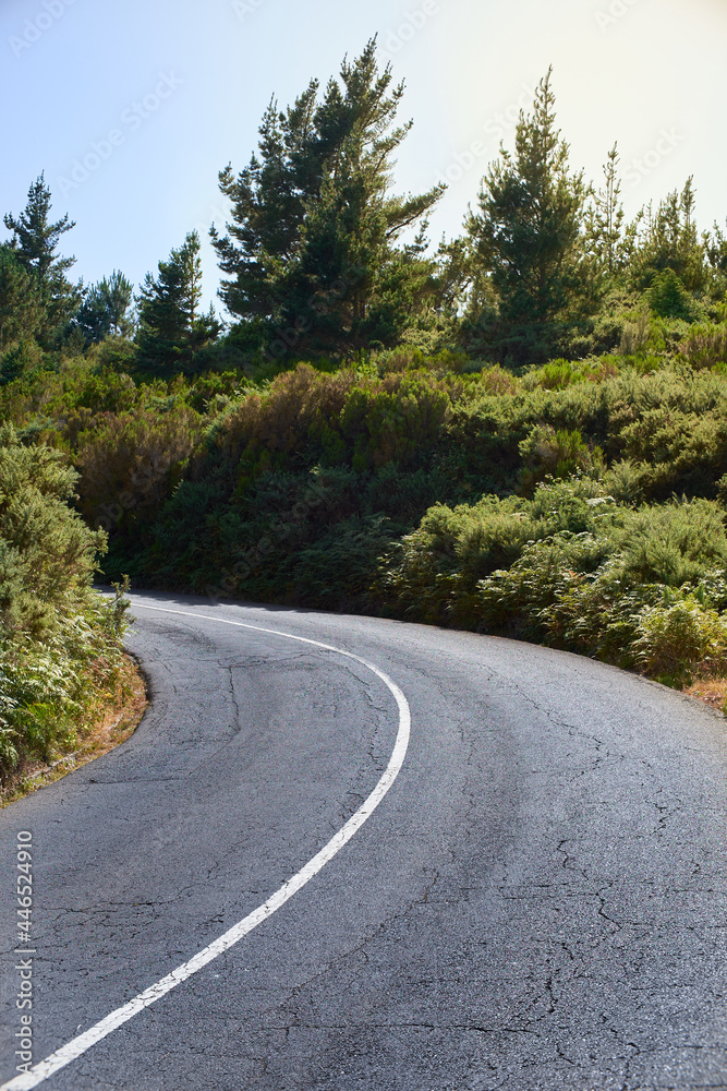 Fototapeta premium road in the middle of the forest, asphalt white lane curve, Madeira Island, Portugal
