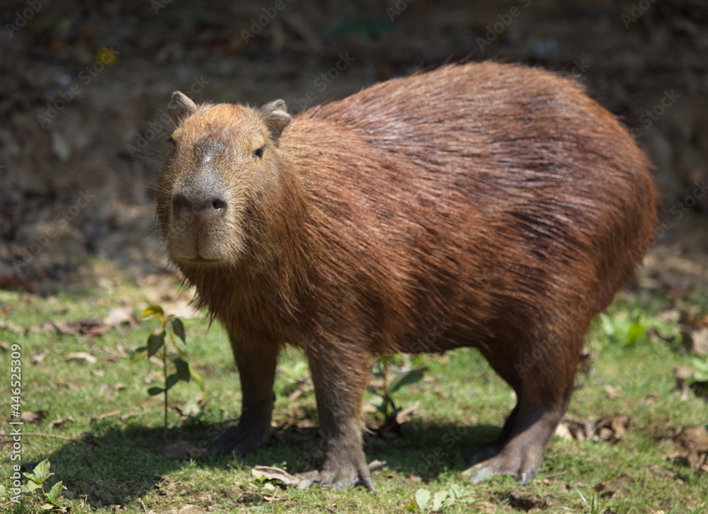 Head on portrait of Capybara (Hydrochoerus hydrochaeris) looking straight at camera, Bolivia. Head on portrait of Capybara (Hydrochoerus hydrochaeris) looking straight at camera, Bolivia.