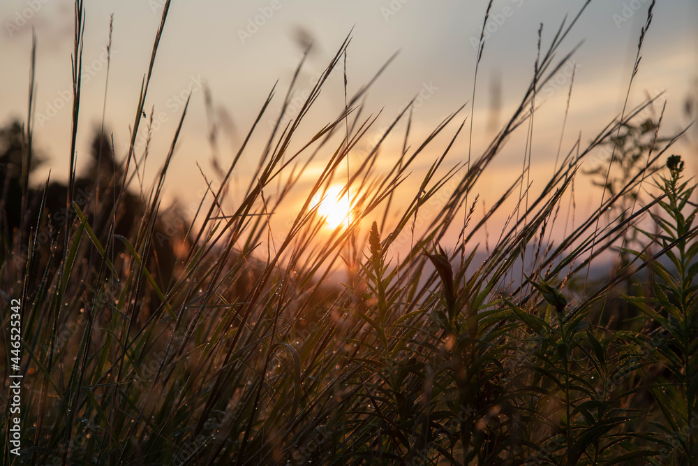 sunset in the field sunset in the field
