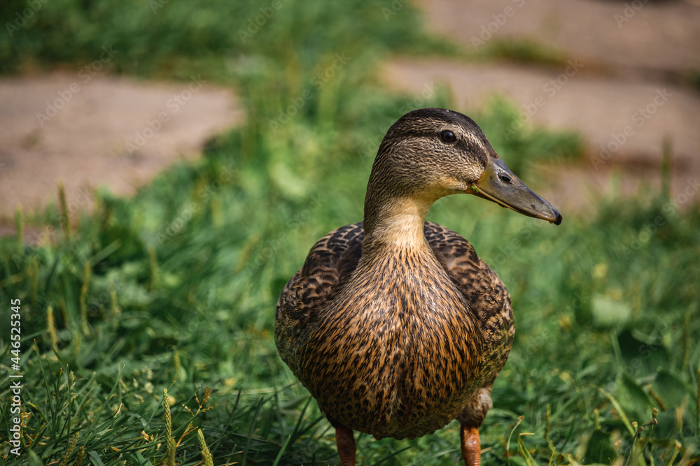 mallard duck on green grass mallard duck on green grass