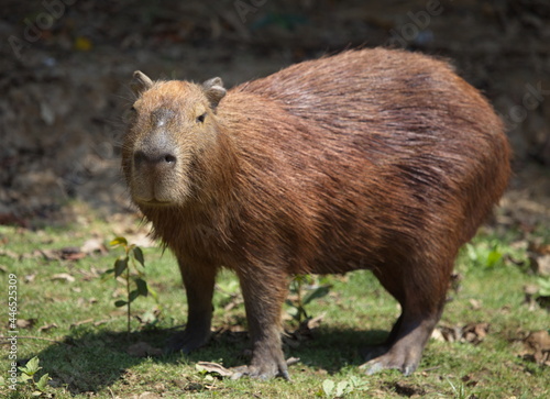 Head on portrait of Capybara (Hydrochoerus hydrochaeris) looking straight at camera, Bolivia.