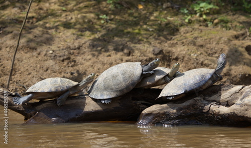 Group of Yellow-spotted river turtles (Podocnemis unifilis) sunbaking on top of log, Bolivia