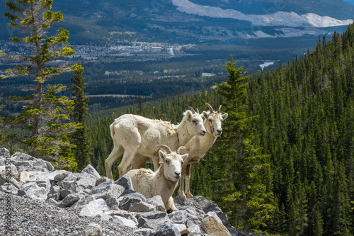 Three Mountain Goats on the rocks in Kananaskis Country mountains near Canmore, Alberta with trees and the town in the background photo
