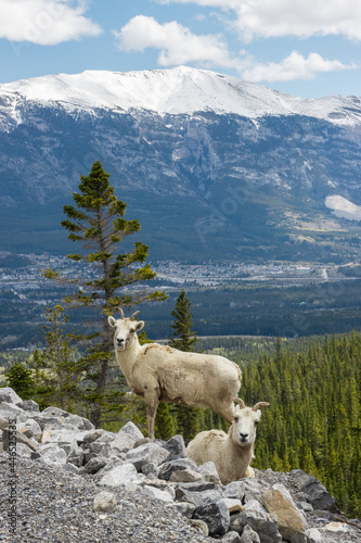 Two Mountain Goats on the rocks in Kananaskis Country mountains near Canmore, Alberta with trees and the town in the background