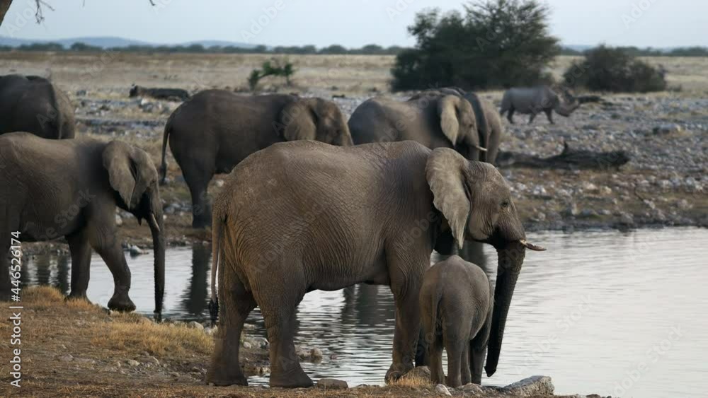 African elephants drink from a waterhole as a black rhino approaches in the background, Etosha National Park, northern Namibia, Africa. African elephants drink from a waterhole as a black rhino approaches in the background, Etosha National Park, northern Namibia, Africa.