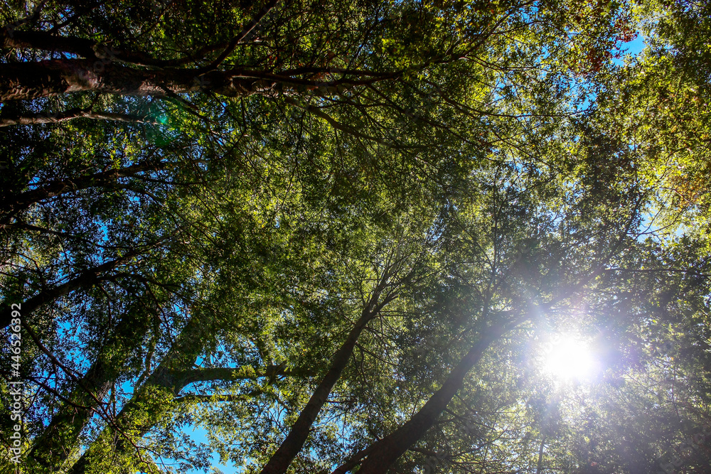 Obraz premium Tree leaf at Radal Siete Tazas National Park, Chile