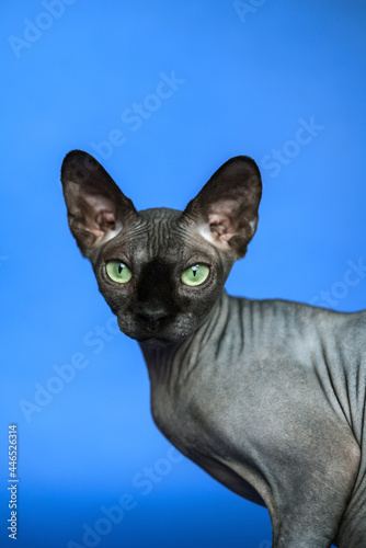 Canadian Sphynx cat - breed of cat known for its lack of fur. Close-up portrait of adorable hairless female cat on blue background.