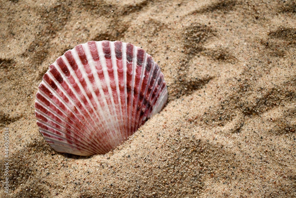seashell on sand seashell on sand