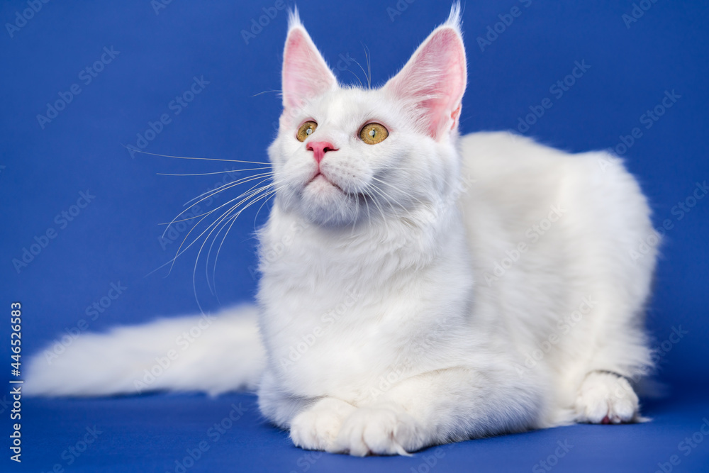Longhair cat breed Maine Coon Cat. Portrait of adorable Coon Cat. Animal lies on blue background and looks up.