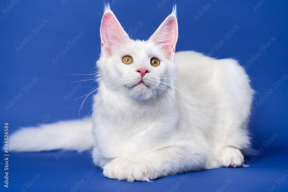 Longhair cat breed Maine Shag Cat. Portrait of white color female Coon Cat lies on blue background.