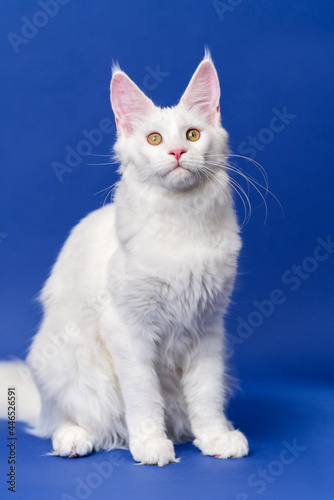 Full length portrait of longhair cat breed Maine Coon Cat looking at camera. Beautiful white color animal American Forest Cat sitting on blue background.
