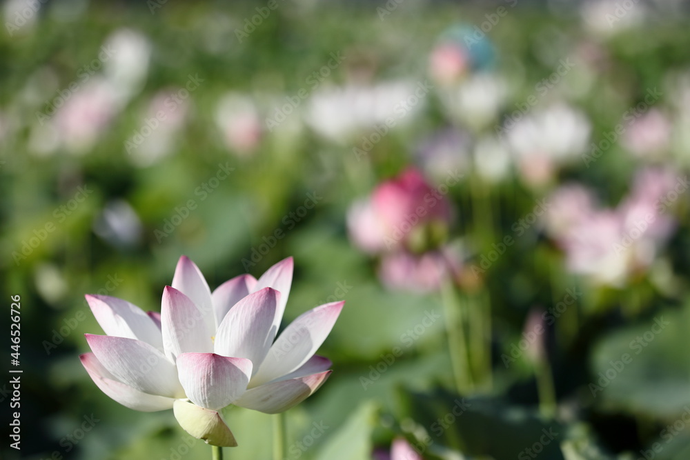 日本の蓮の花