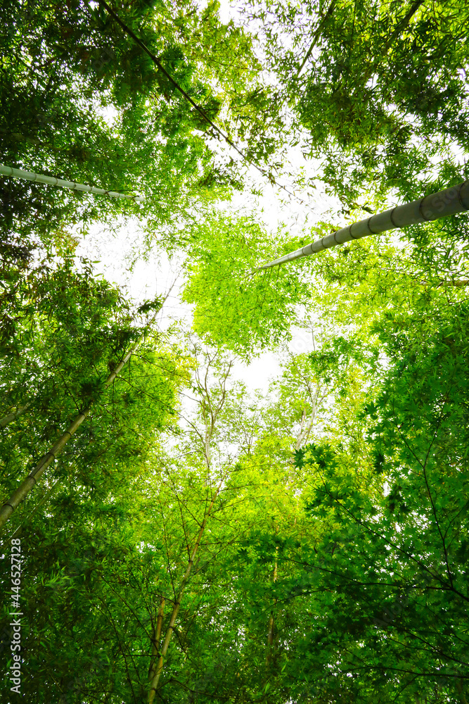 Naklejka premium 新緑の竹林