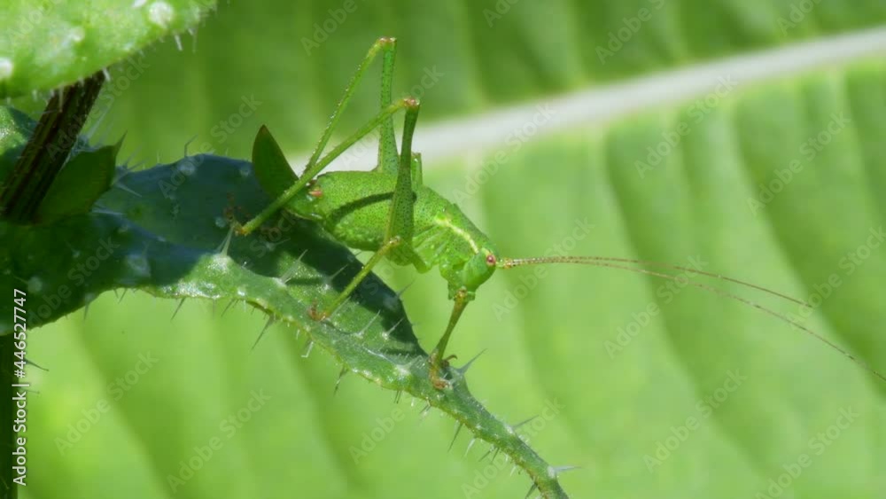 Female Nymph of Speckled Bush-Cricket, Leptophyes punctatissima Female Nymph of Speckled Bush-Cricket, Leptophyes punctatissima