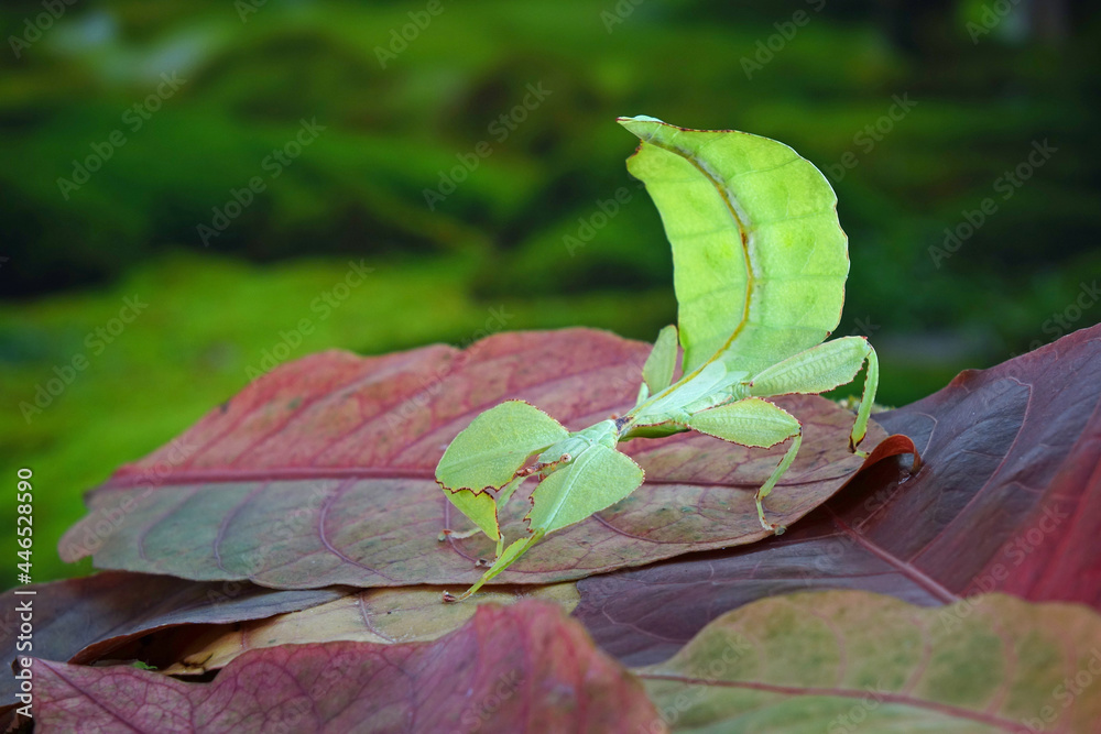 Tak Insect Leaf insect (Phyllium westwoodii) Green leaf insect or Walking leaves ...