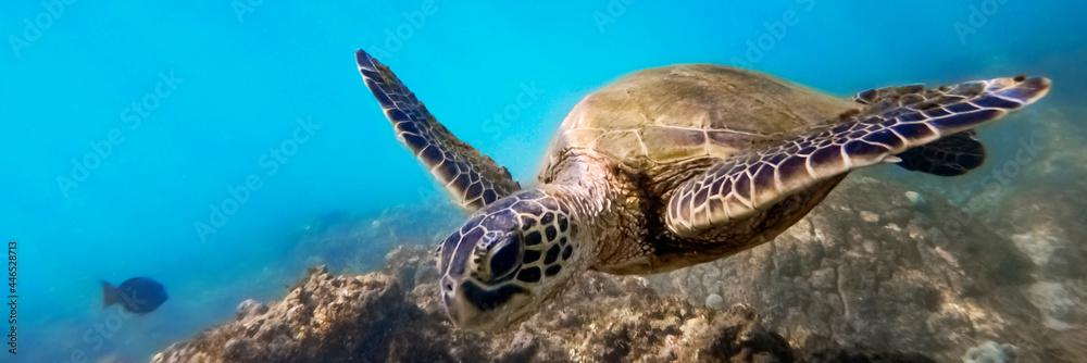 Fototapeta premium Green sea turtle above coral reef underwater, blue ocean in sunny tropical day