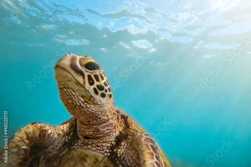 Green sea turtle above coral reef underwater, blue ocean in sunny tropical day