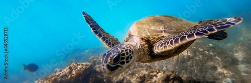 Photography Green sea turtle above coral reef underwater, blue ocean in sunny tropical day