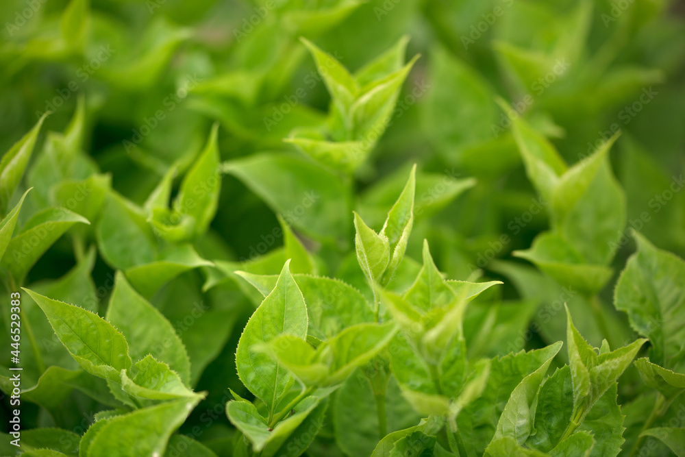 Vigorous green plant close-up with green leaves Vigorous green plant close-up with green leaves