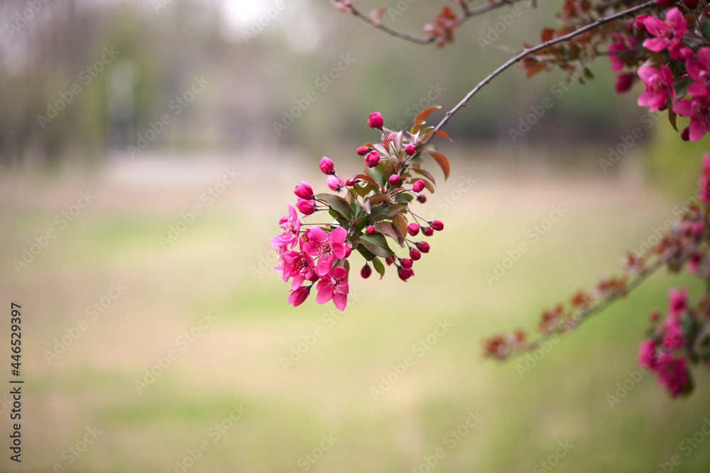 Begonia flowers blooming outdoors in spring Begonia flowers blooming outdoors in spring