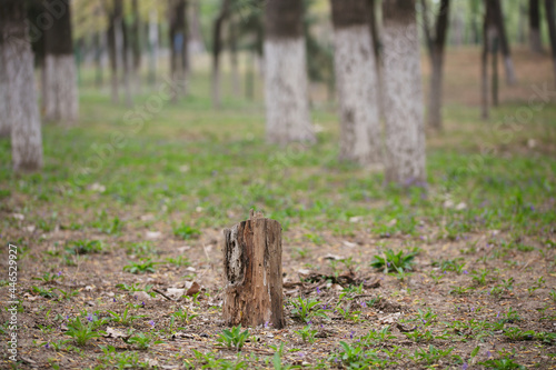 The stump left after the tree was cut down in the woods 