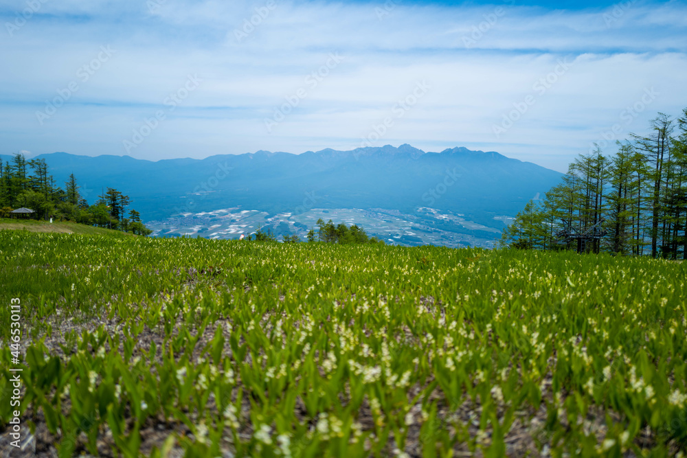 初夏の入笠山の登山道の風景 A scenery of Nyukasa mountain trail in early summer 初夏の入笠山の登山道の風景 A scenery of Nyukasa mountain trail in early summer
