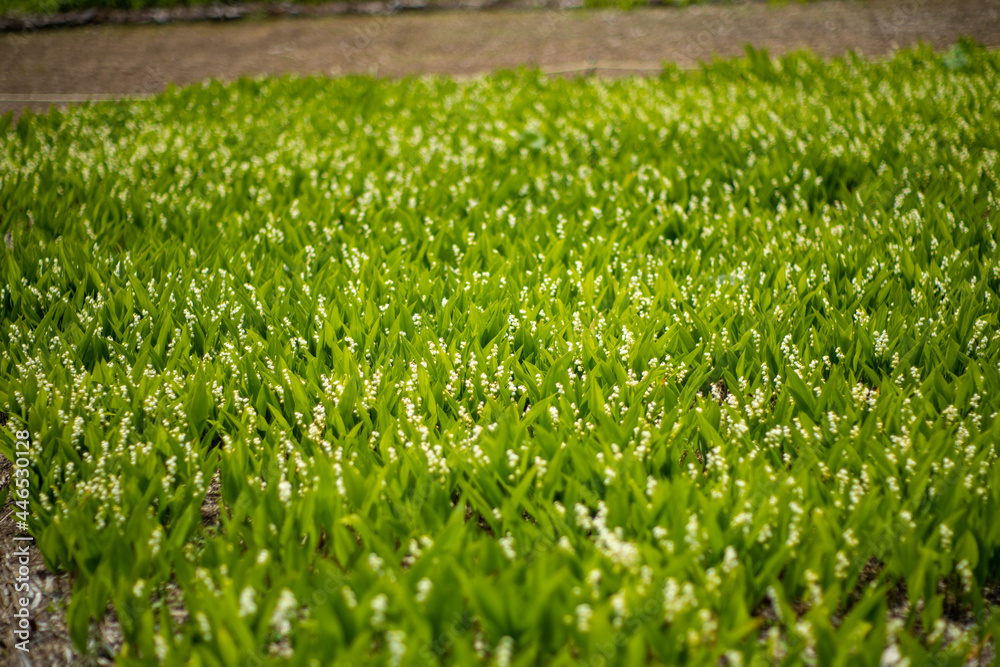 初夏の入笠山の登山道の風景 A scenery of Nyukasa mountain trail in early summer 