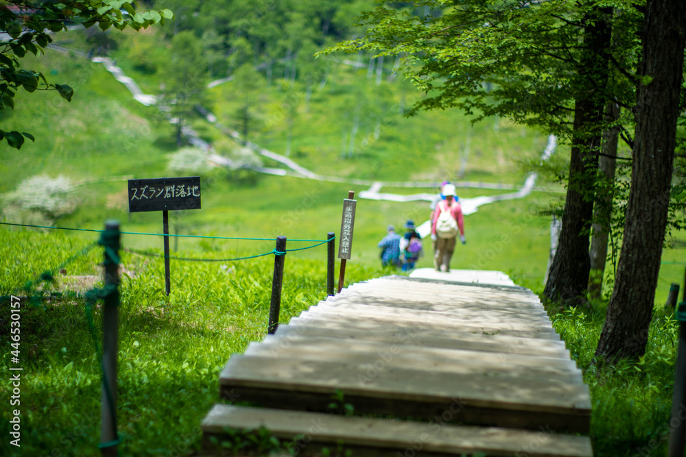 初夏の入笠山の登山道の風景 A scenery of Nyukasa mountain trail in early summer 初夏の入笠山の登山道の風景 A scenery of Nyukasa mountain trail in early summer
