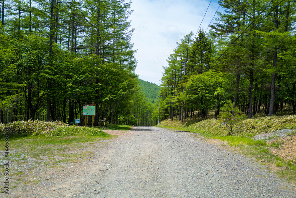 初夏の入笠山の登山道の風景 A scenery of Nyukasa mountain trail in early summer 