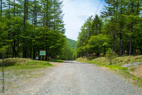                                         A scenery of Nyukasa mountain trail in early summer 