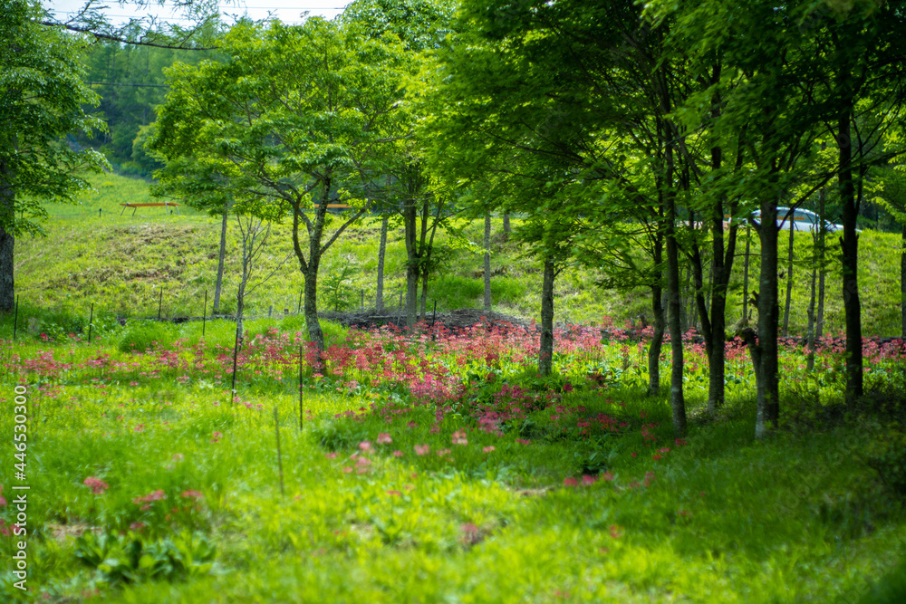初夏の入笠山の登山道の風景 A scenery of Nyukasa mountain trail in early summer 初夏の入笠山の登山道の風景 A scenery of Nyukasa mountain trail in early summer