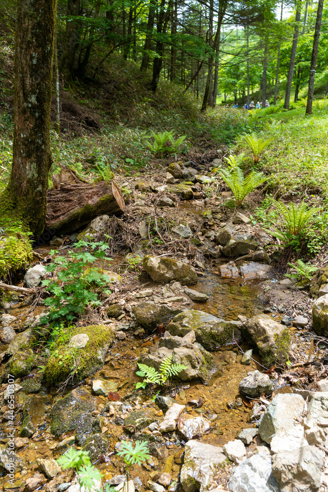 初夏の入笠山の登山道の風景 A scenery of Nyukasa mountain trail in early summer 初夏の入笠山の登山道の風景 A scenery of Nyukasa mountain trail in early summer