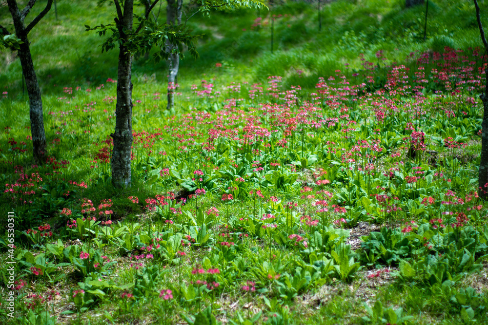 初夏の入笠山の登山道の風景 A scenery of Nyukasa mountain trail in early summer 初夏の入笠山の登山道の風景 A scenery of Nyukasa mountain trail in early summer