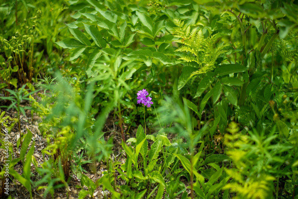 初夏の入笠山の登山道の風景 A scenery of Nyukasa mountain trail in early summer 初夏の入笠山の登山道の風景 A scenery of Nyukasa mountain trail in early summer