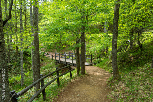 初夏の入笠山の登山道の風景 A scenery of Nyukasa mountain trail in early summer 