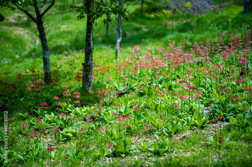 初夏の入笠山の登山道の風景 A scenery of Nyukasa mountain trail in early summer 