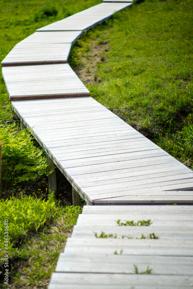 Obraz premium 初夏の入笠山の登山道 Nyukasa mountain trail in early summer 