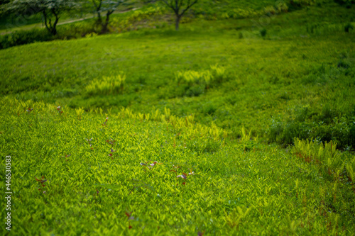 初夏の入笠山の登山道の風景 A scenery of Nyukasa mountain trail in early summer © Hello UG