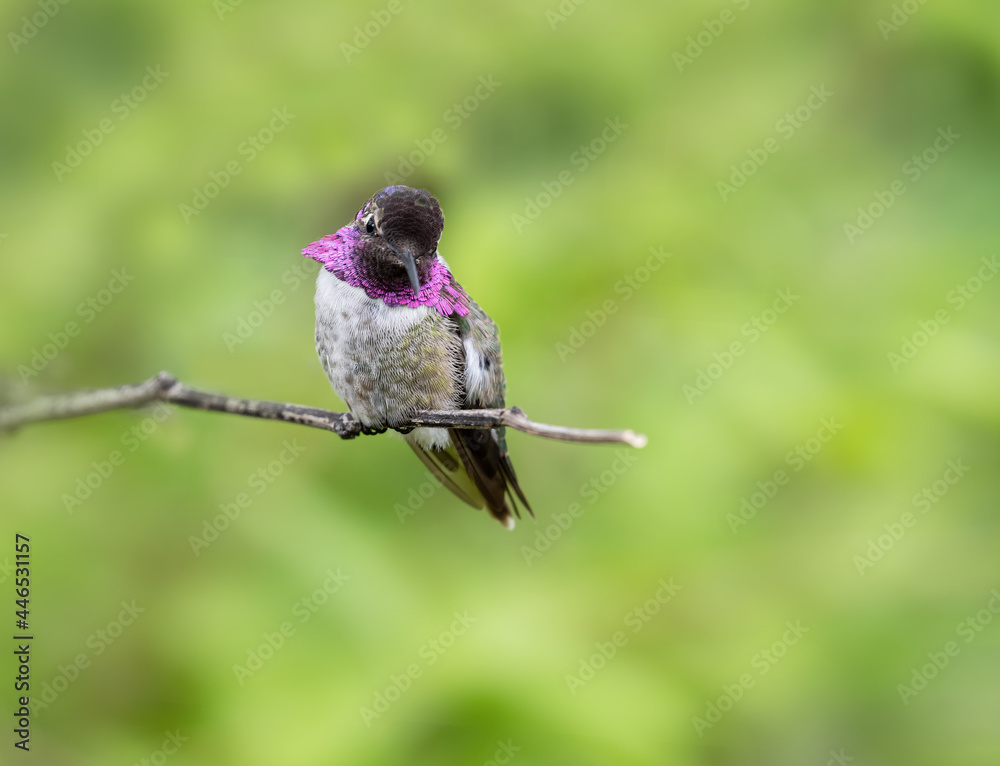 Fototapeta premium Costas Hummingbird on a perch with green background