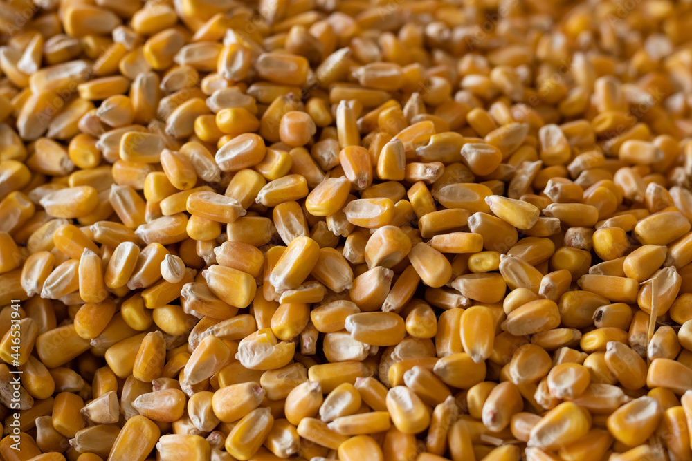 Corn Kernels Corn Kernels