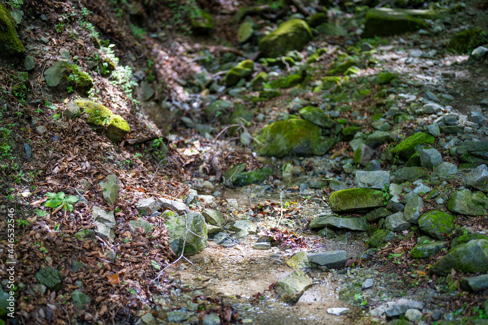 檜洞丸の初夏の登山道の風景 Scenery of the Hinodomaru trail in early summer 檜洞丸の初夏の登山道の風景 Scenery of the Hinodomaru trail in early summer