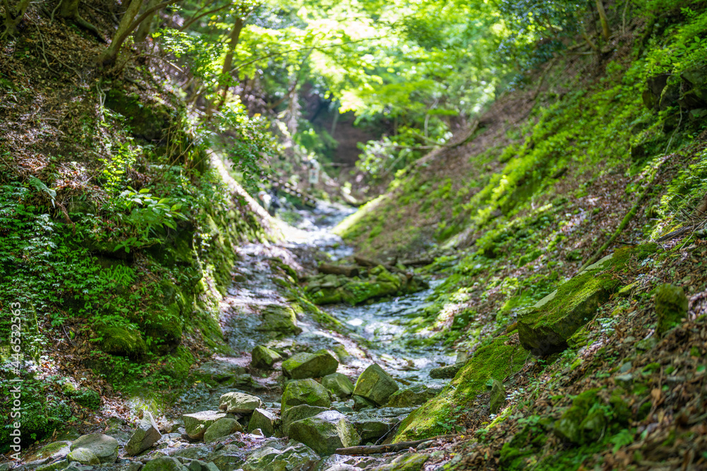 檜洞丸の初夏の登山道の風景 Scenery of the Hinodomaru trail in early summer 檜洞丸の初夏の登山道の風景 Scenery of the Hinodomaru trail in early summer